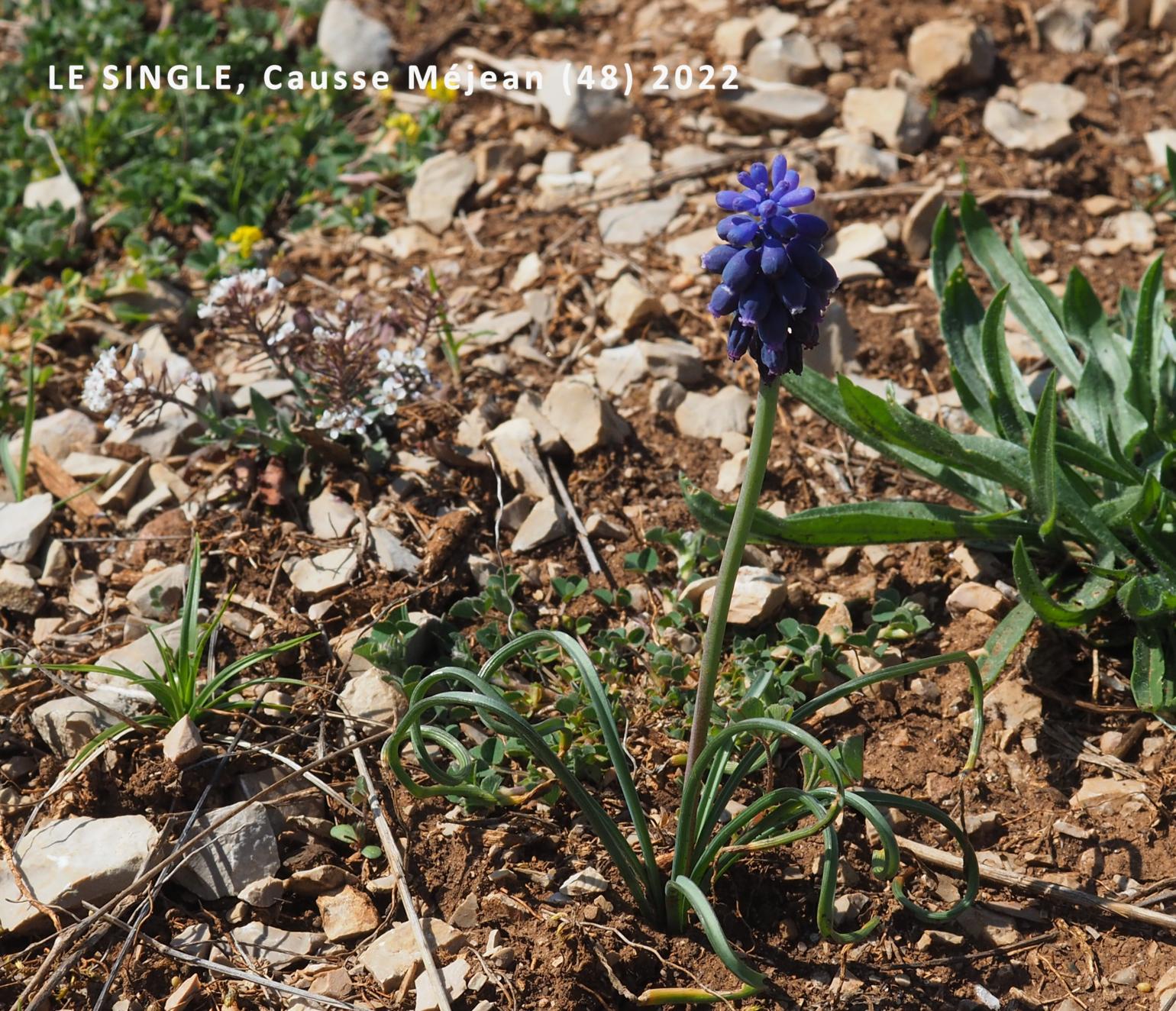 Grape hyacinth, Southern